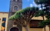 Tenerife - Icod de los Vinos