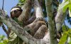 Veragua Rainforest
