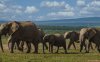 Addo - safari ve slonním parku
