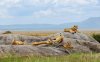 Masai Mara je pokračování Serengeti na Keňském území