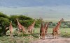 v n.p. Tsavo East