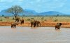 v n.p. Tsavo East