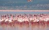 Lake Nakuru