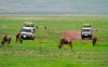 Masai Mara je pokračování Serengeti na Keňském území