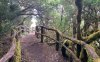 La Gomera -  vavřínový prales Garajonay