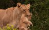 Schotia Safari Big 5