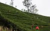 Nuwara Eliya