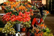 Funchal - květinový trh